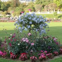Paris - Jardin du Luxembourg - fleurs
